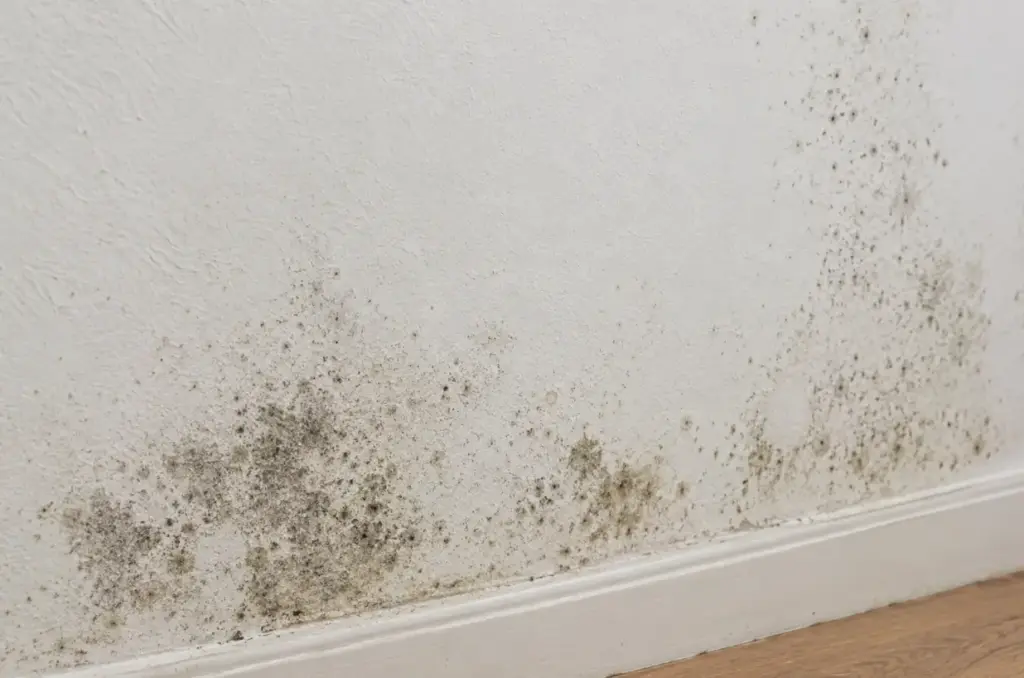 Mildew Growth